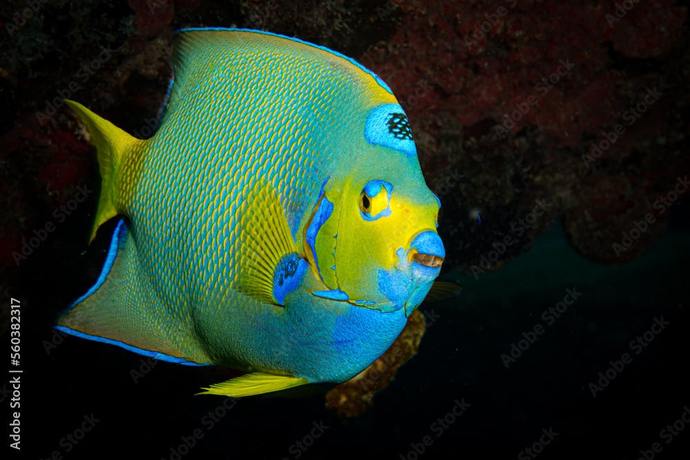 The colours of a Queen Angelfish (Holacanthus ciliaris) on the reef off the Dutch Caribbean island of Sint Maarten