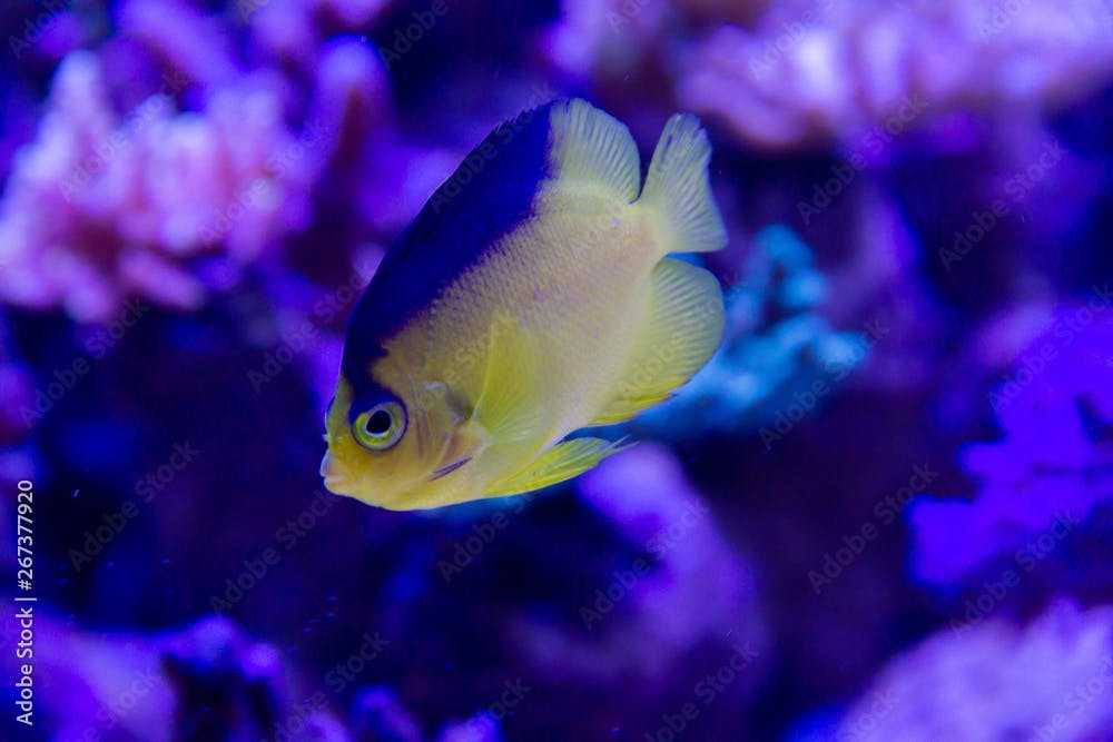 Colin’s angelfish (Centropyge colini) swimming in Coral Reef Tank