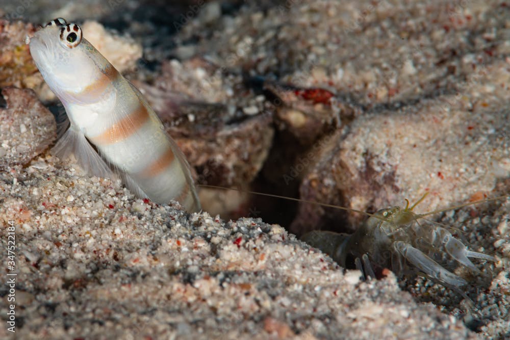 ogasawara shrimpgoby goby fish with commensal shrimp