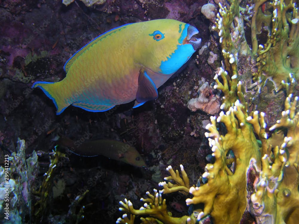 A Steephead Parrotfish (Chlorurus microrhinos)