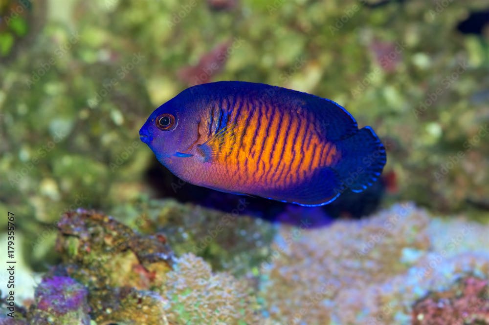 Coral Beauty Angelfish, Centropyge bispinosa