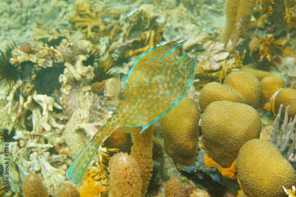 Tropical fish, a scrawled cowfish, Acanthostracion quadricornis, underwater in the Caribbean sea