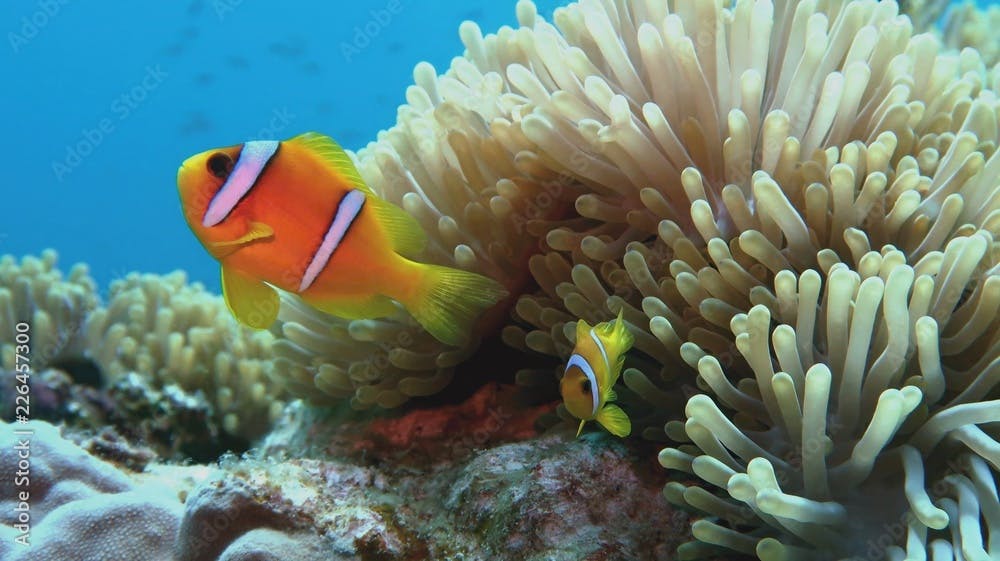 Clown fish with juvenile near sea anemone. Amphiprion bicinctus - Two-banded anemonefish. Red Sea