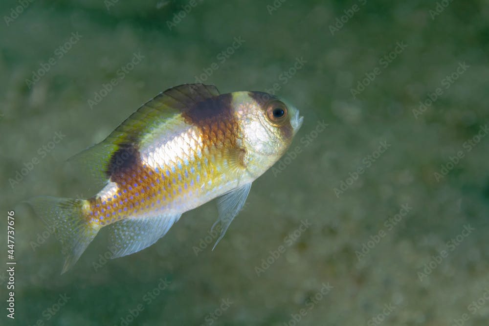 Amblypomacentrus breviceps fish near sea bottom