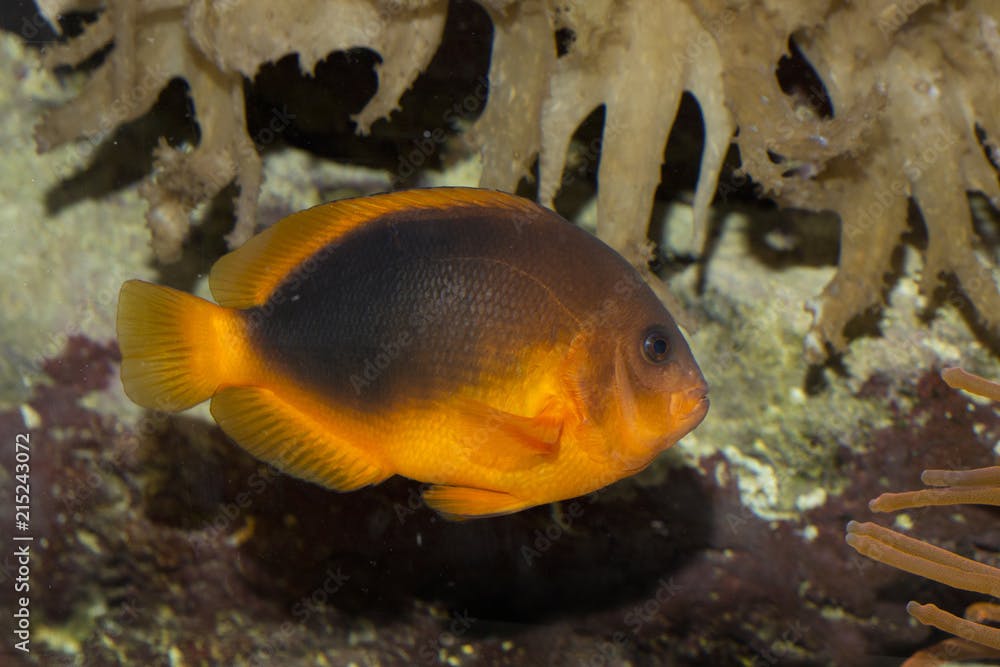 Saddle anemonefish. (Amphiprion ephippium).