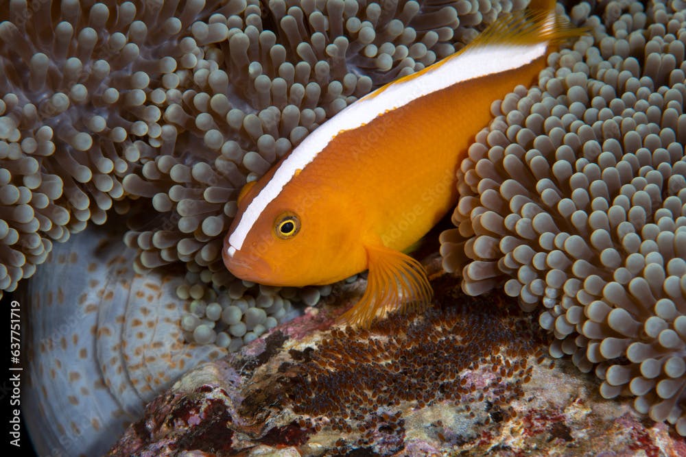 Clownfish - Orange Anemonefish - Amphiprion sandaracinos takes care of eggs. Underwater macro world of Tulamben, Bali, Indonesia.