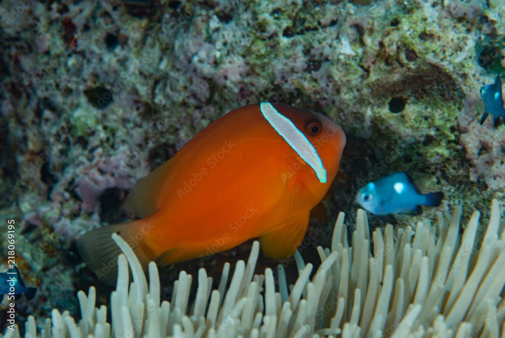 Red&black anemonefish Amphiprion melanopus