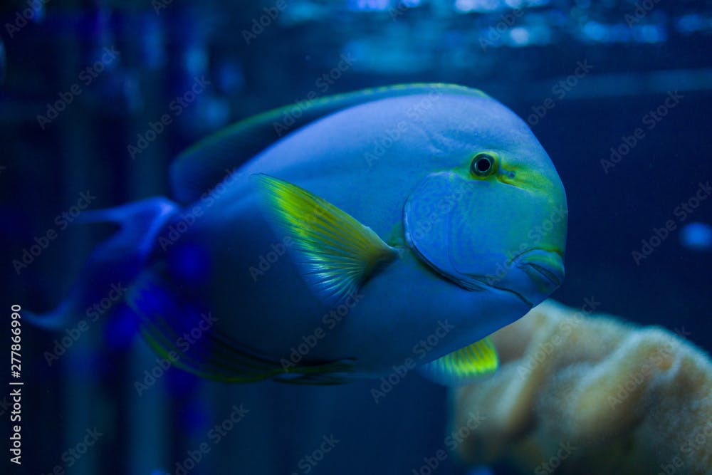 Acanthurus blochii (Surgeon fish) swims in the aquarium