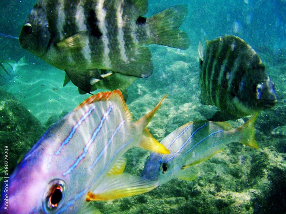 Blue Stripe Snappers (Lutjanus Kasmira) and Blackspot Sergeant fish (Abudefduf Sordidus) swim in Hanauma Bay, Hawaii.