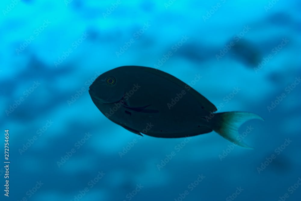 Night Surgeonfish Acanthurus thompsoni