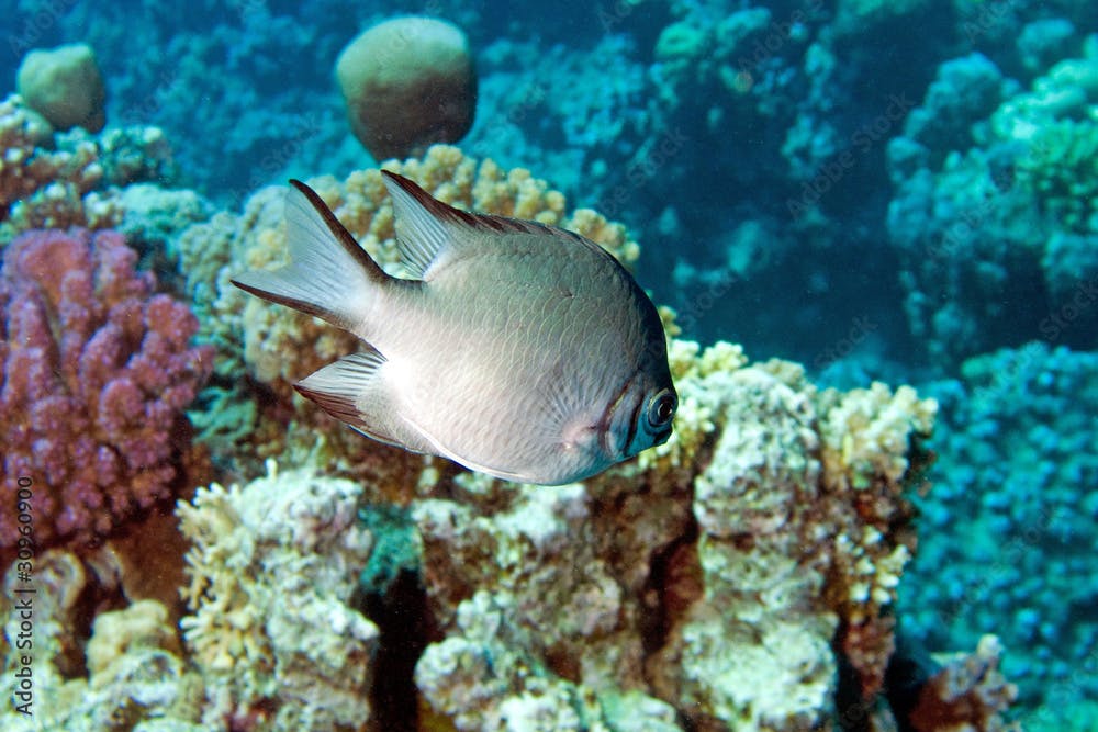 Damsel-Fish in red sea, amblyglyphidodon leucogaster