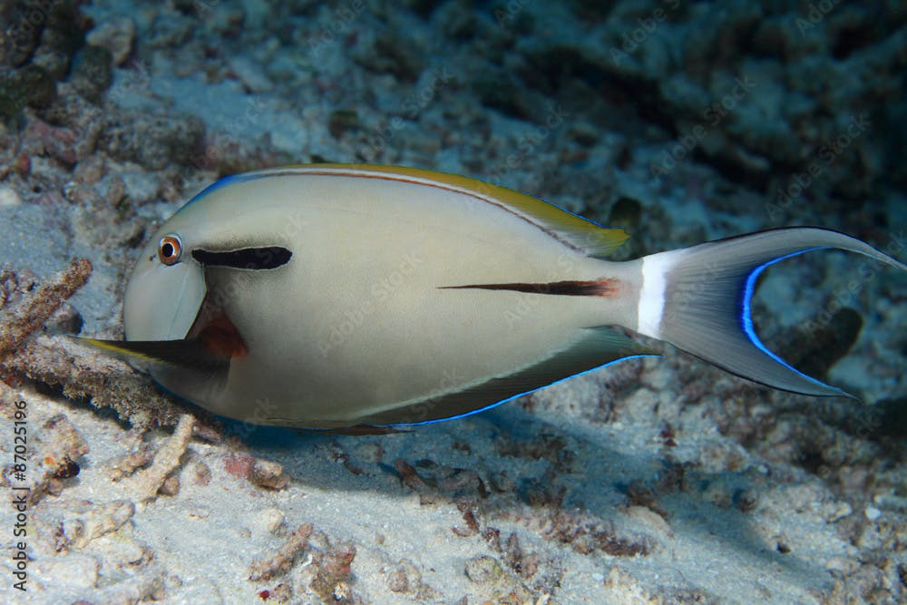 Epaulette surgeonfish (Acanthurus nigricauda) 