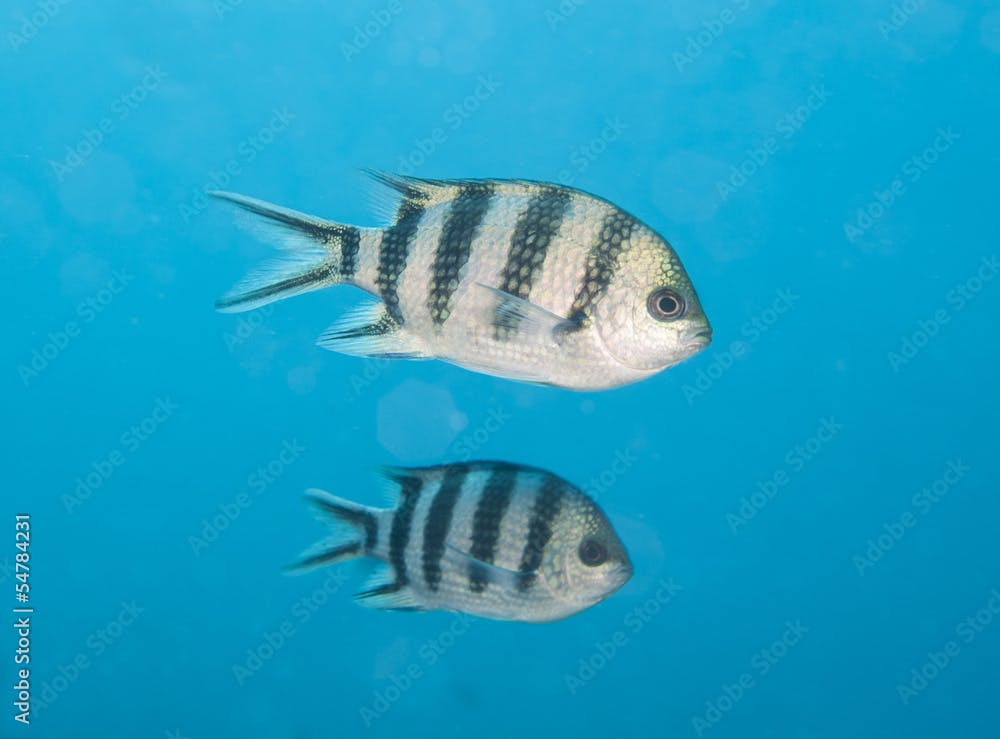 Scissortail sergeant fish swimming in blue water