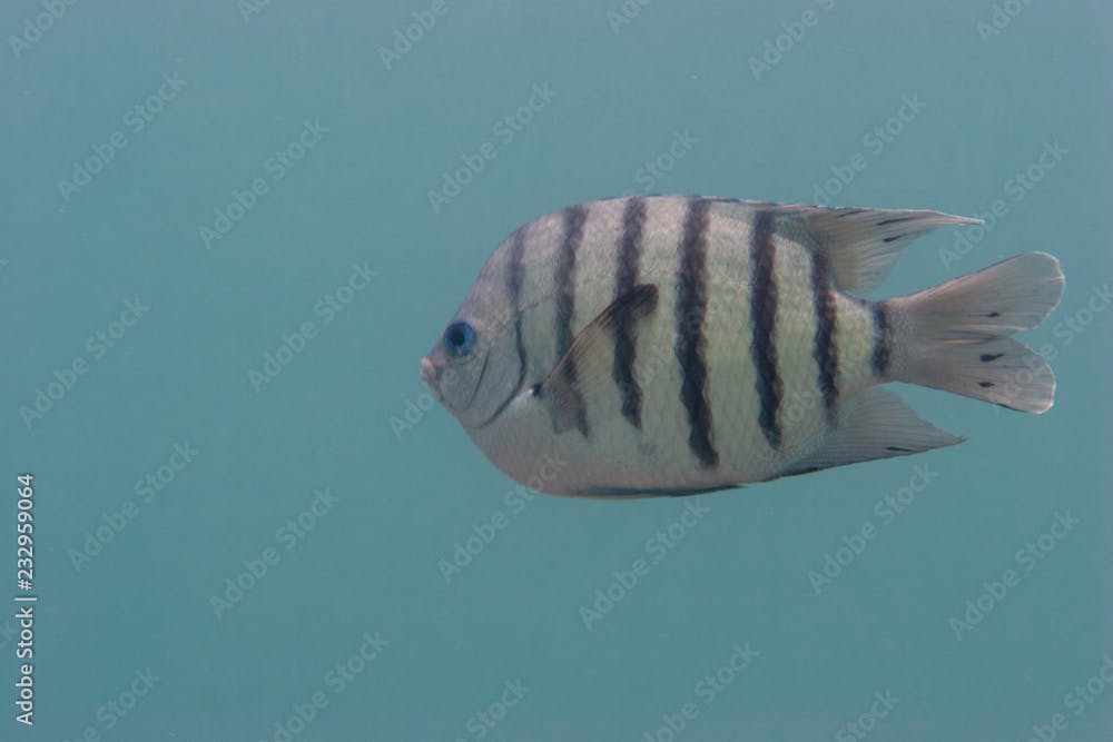 Bengal Sergeant Fish, Abudefduf bengalensis, Coral Bay, Western Australia