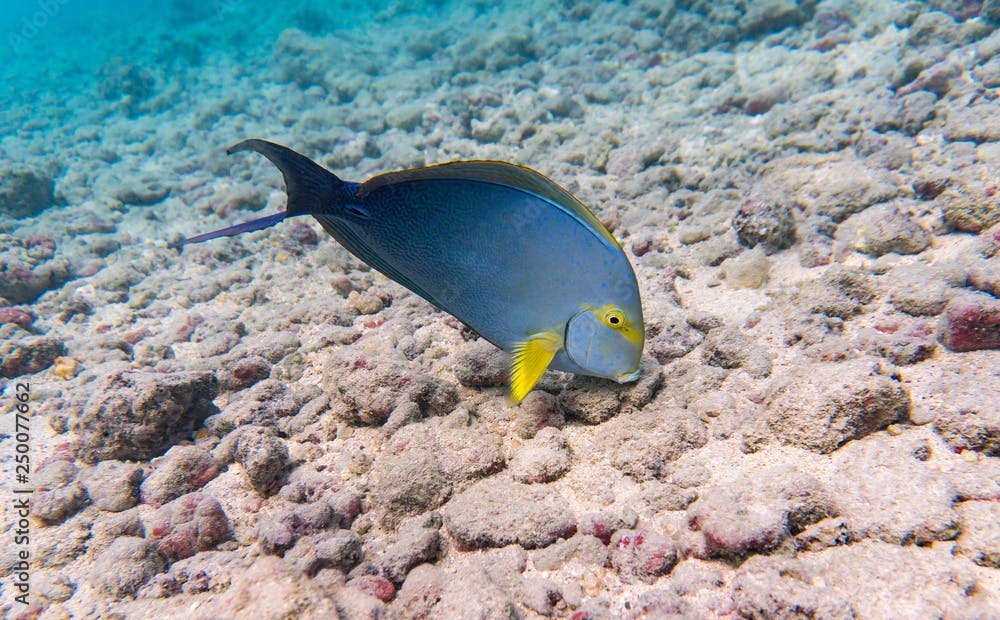 Gelbflossen-Doktorfisch im Riff auf Hawaii