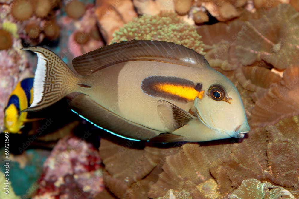 Orange band Surgeonfish (Acanthurus olivaceus) marine fish