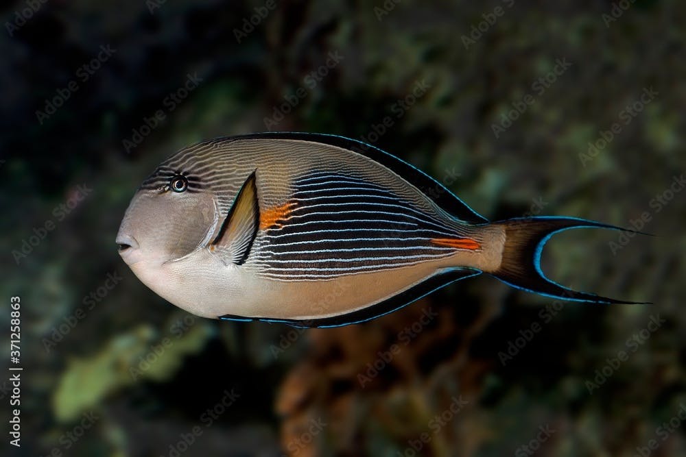 Sohal Tang or Sohal Surgeonfish, acanthurus sohal, Adult