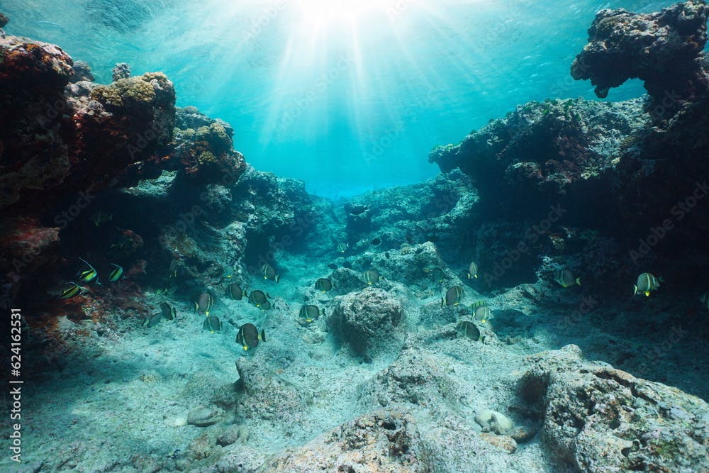 Sunlight underwater over an eroded rocky reef with tropical fish, Pacific ocean, French Polynesia, Huahine
