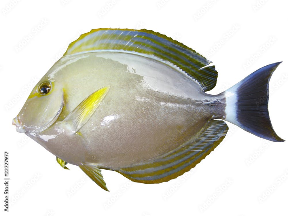 Poisson chirurgien à barre blanche/Whitebar Surgeonfish