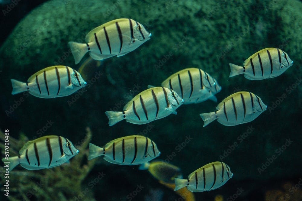 Closeup of Acanthurus triostegus, also known as the convict tang, convict surgeonfish, or manini.