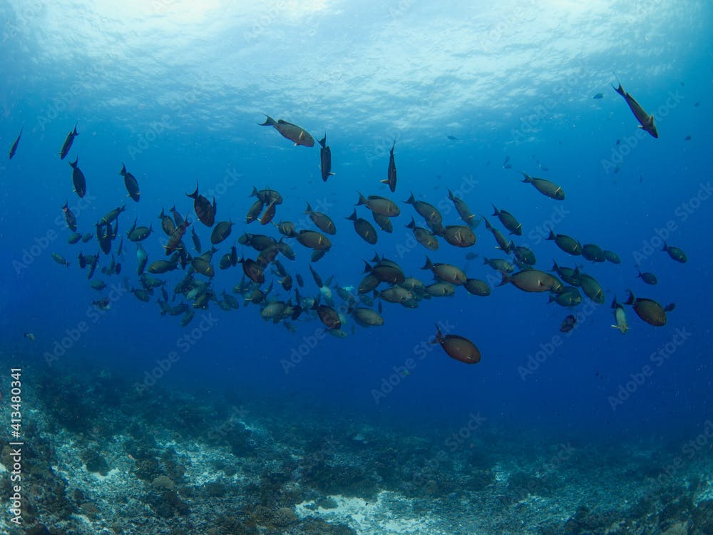 School of Whitefin surgeonfish (Rangiroa, Tuamotu Islands, French Polynesia in 2012)