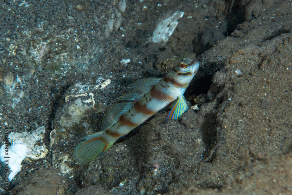 Diagonal Shrimp-Goby Amblyeleotris diagonalis