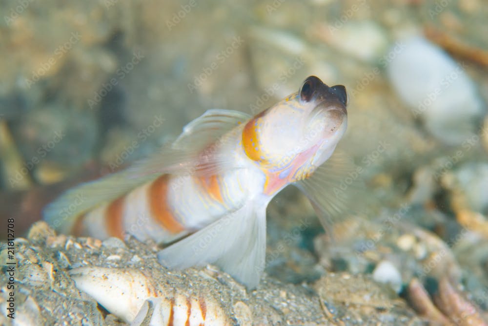 Magnus' shrimp goby