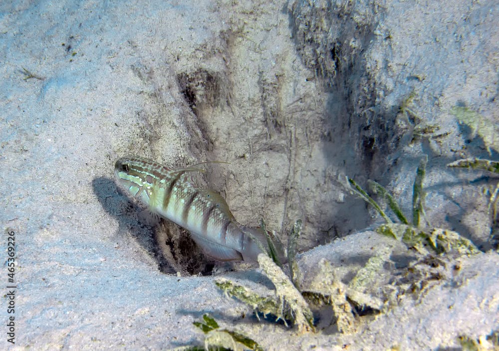 A Tailspoy Goby (Amblygobius albimaculatus) in the Red Sea, Egypt