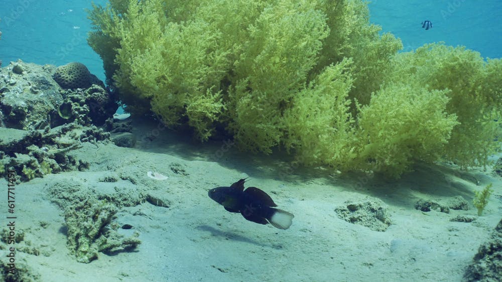 Blue White-barred Goby (Amblygobius Semicinctus, Amblygobius phalaena) swims near Soft coral Yellow Broccoli (Litophyton arboreum) on sandy seabed on sunny day, Red sea, Safaga, Egypt