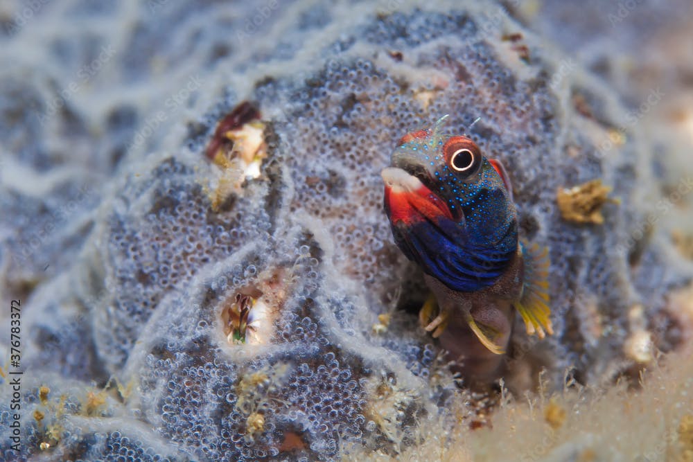 Close up of Mexican barnacle blenny swimming underwater