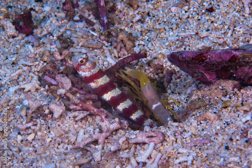 Broad-banded shrimp-goby Amblyeleotris periophthalma