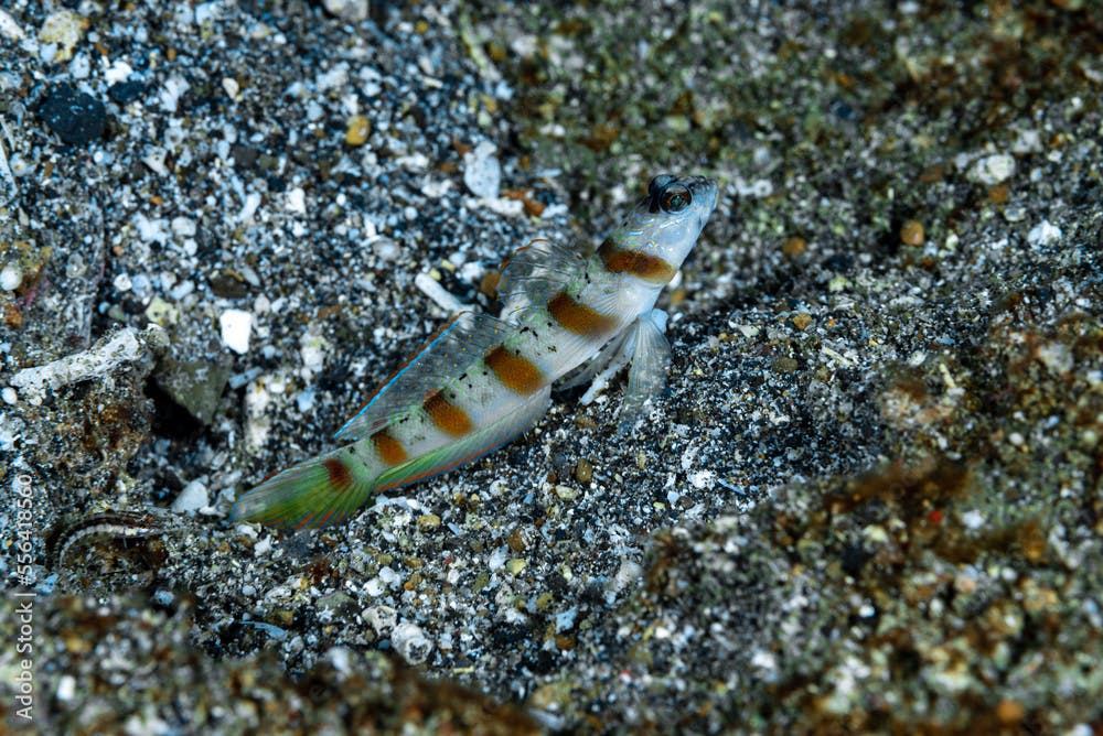 Arcfin Shrimpgoby Amblyeleotris arcupinna