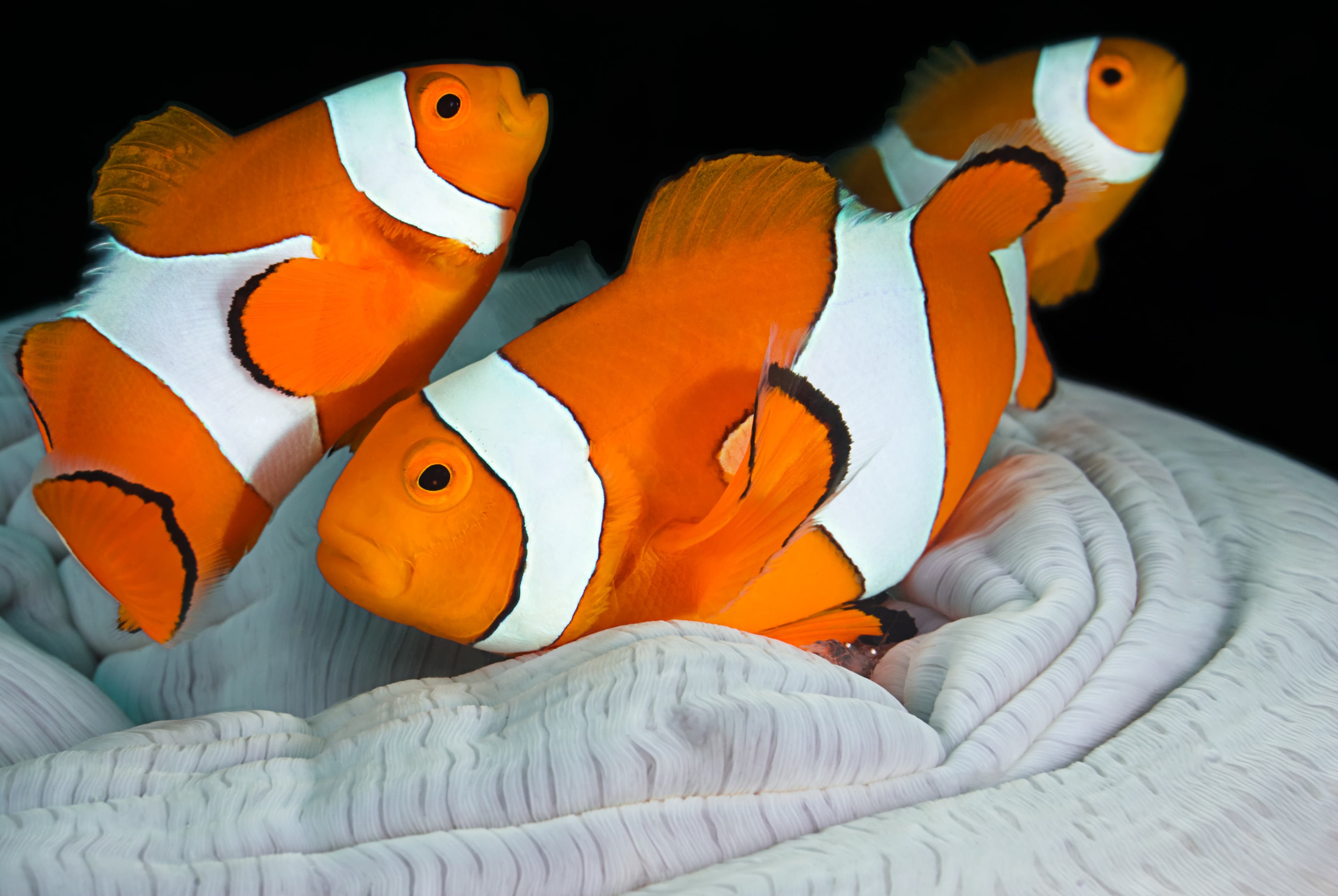 Clownfish (Amphiprion ocellaris) family in anemone