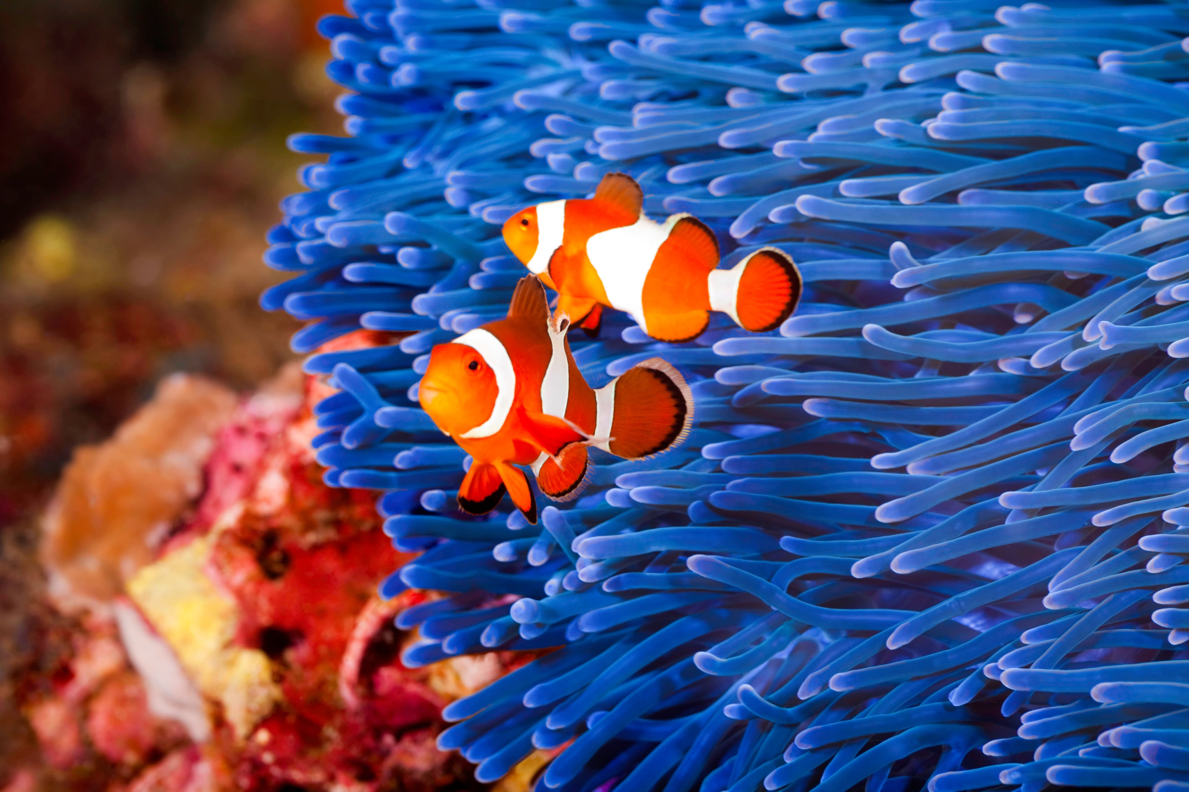 Two Ocellaris Clownfish (Amphiprion ocellaris) and a blue sea anemone