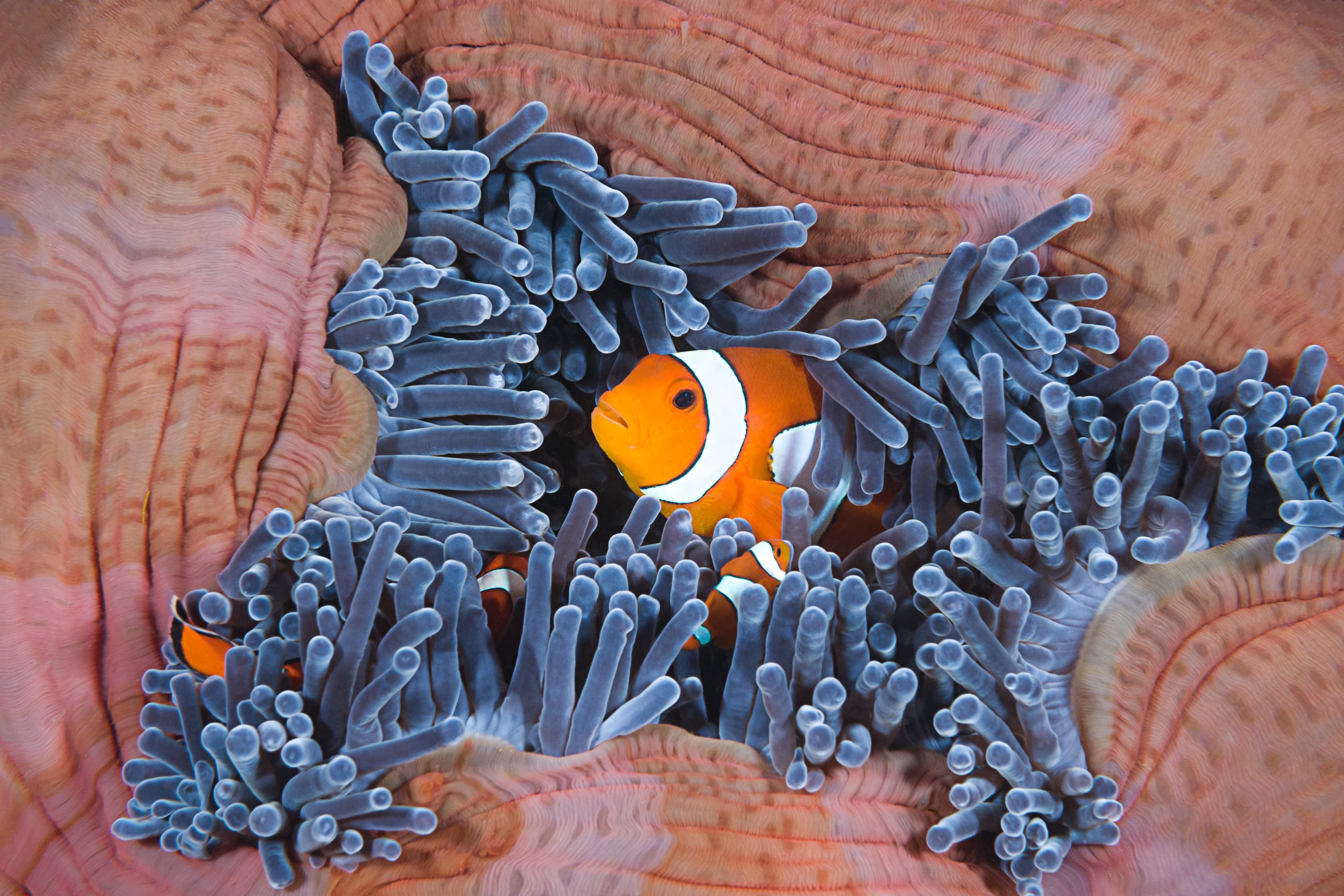 Clownfish (Amphiprion ocellaris)