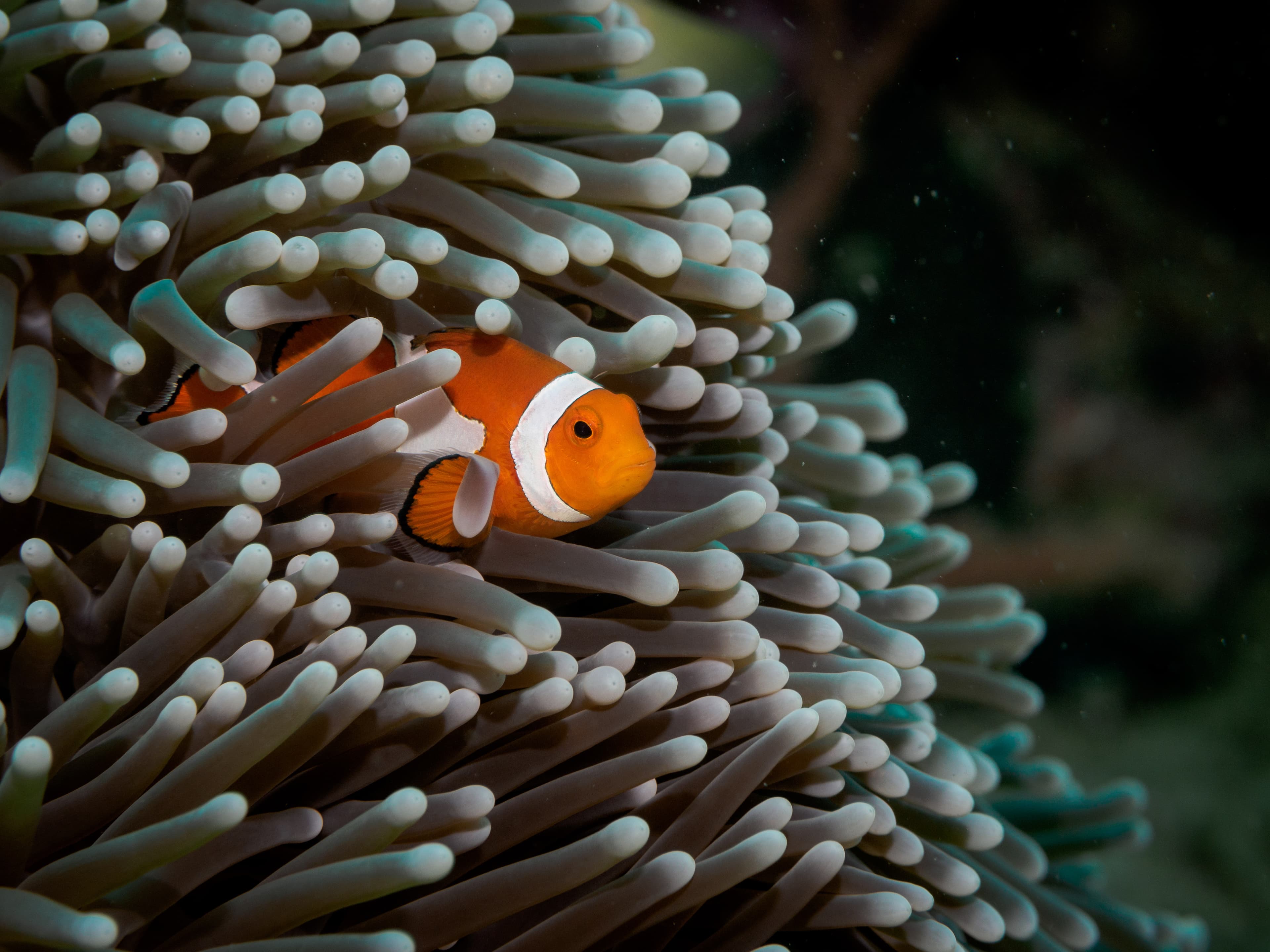 Clownfish (Nemo) in anemone