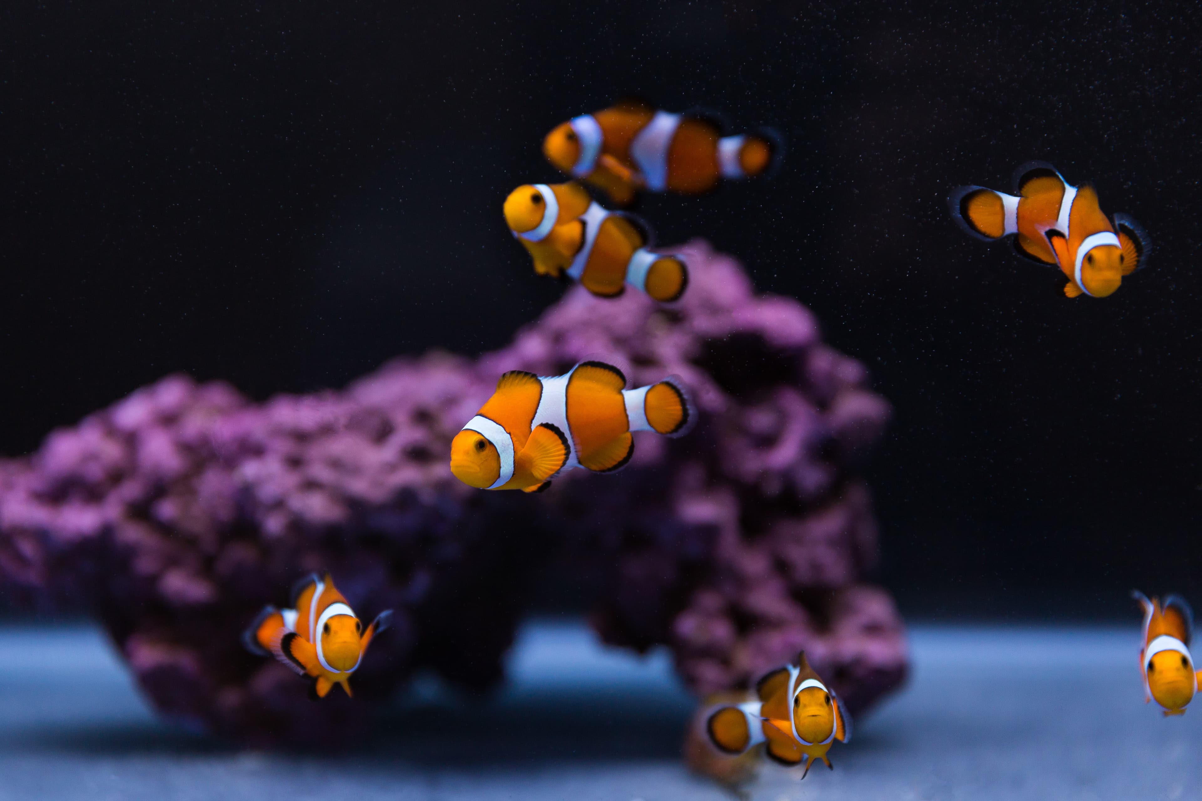 Ocellaris Clownfish juveniles