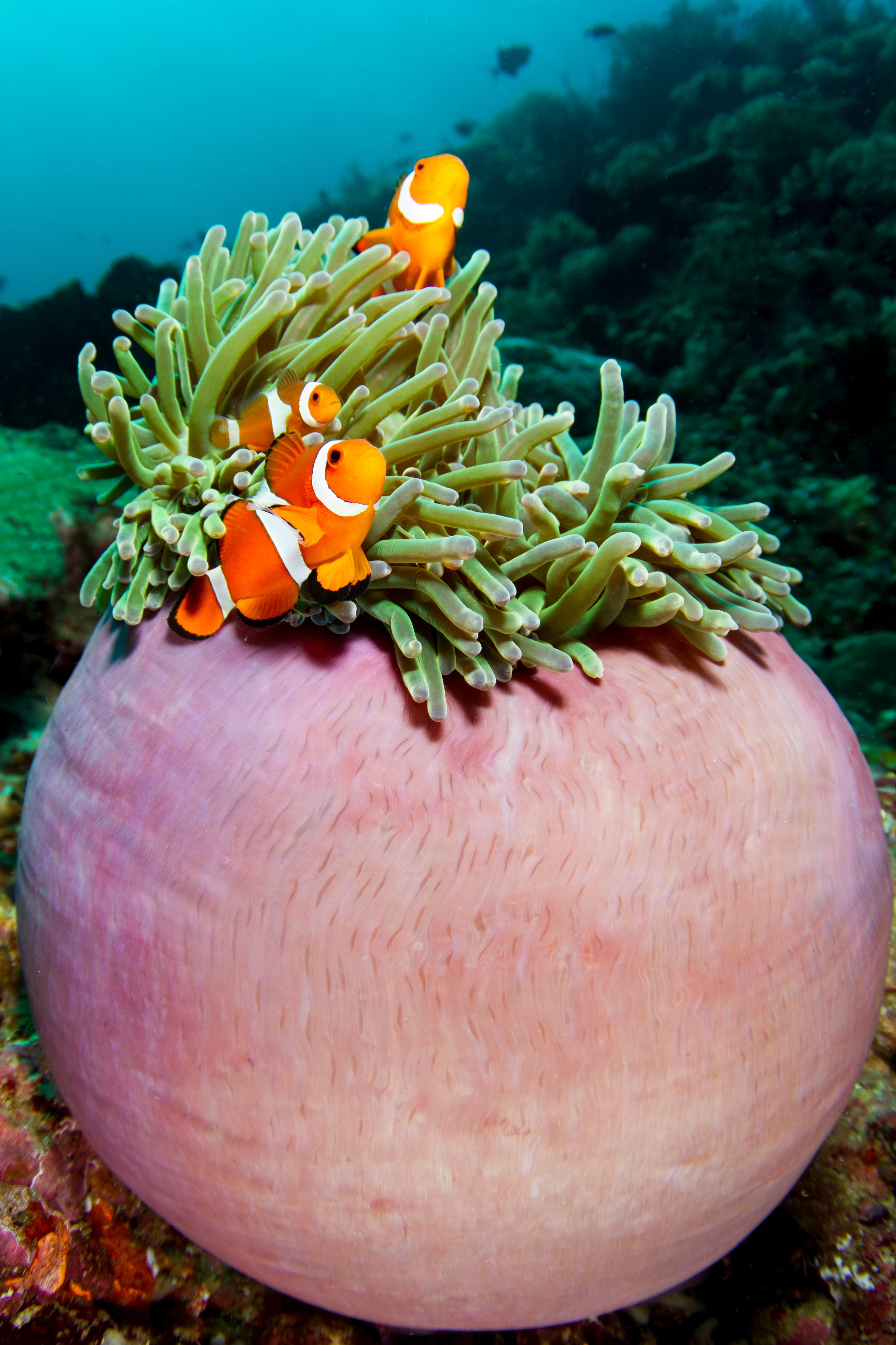 Clownfish in anemone