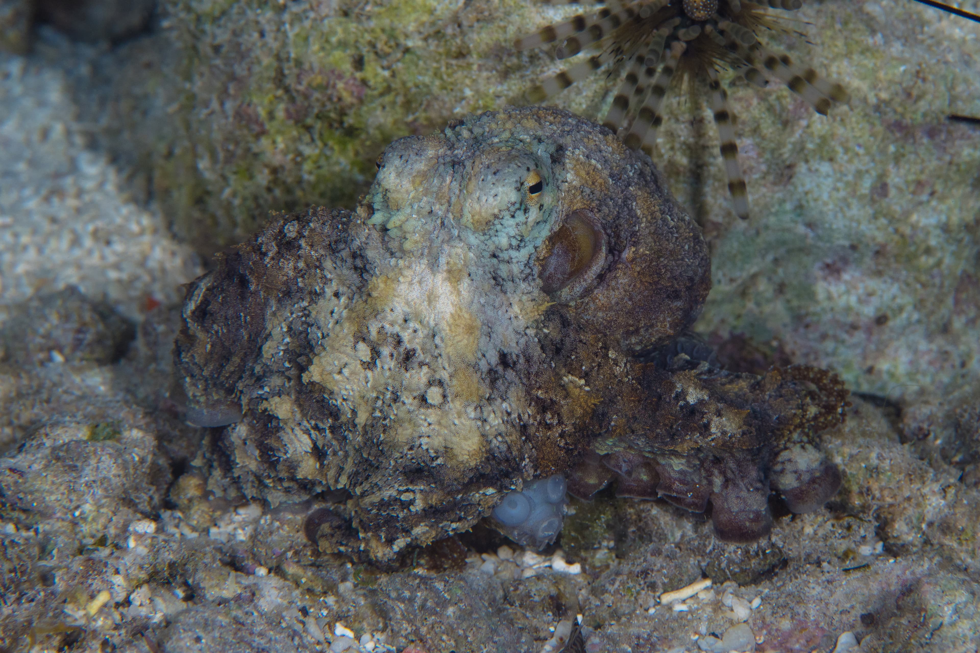 Algae Octopus (Abdopus aculeatus) camouflages perfectly with its surrounding on coral reef