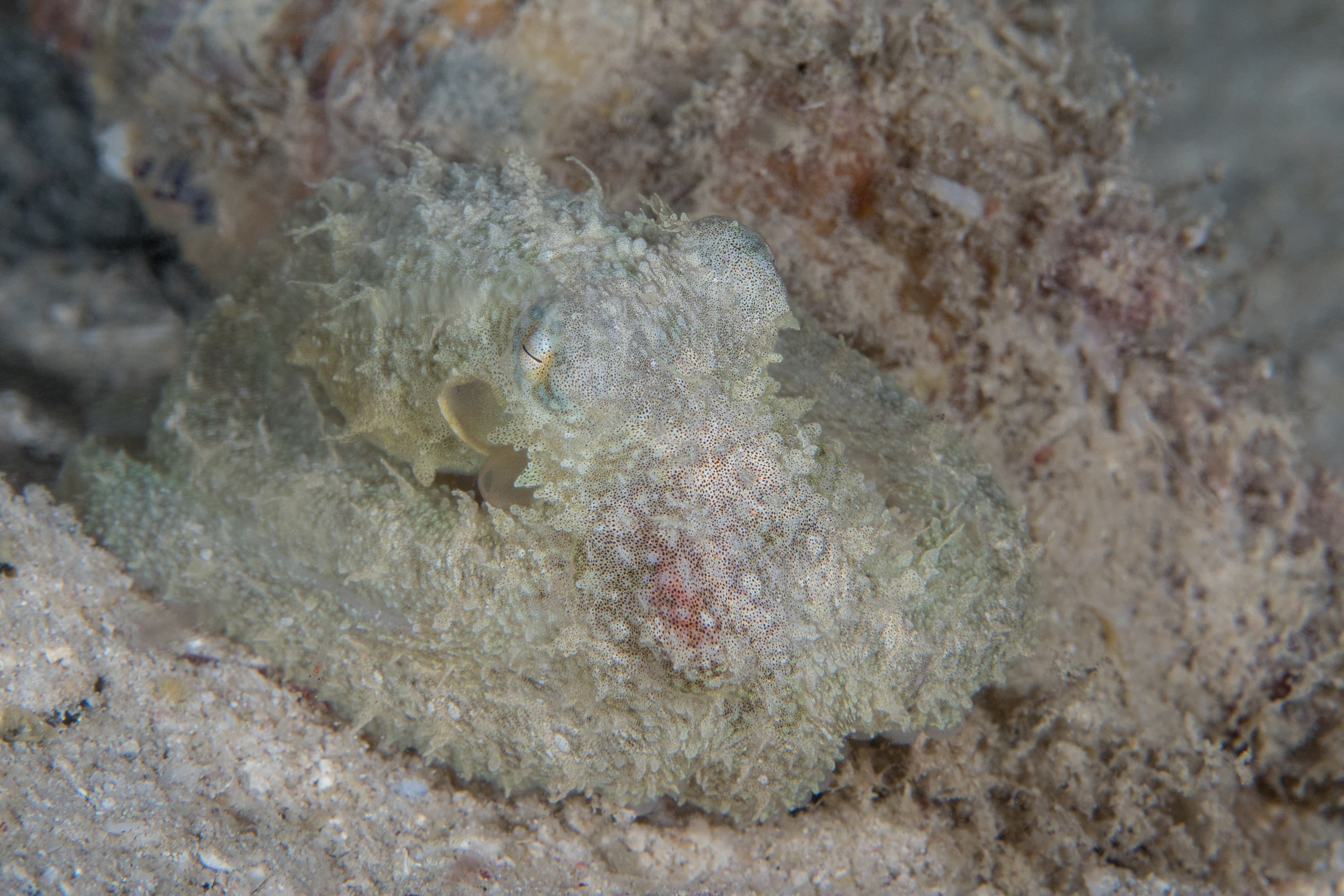 Algae Octopus (Abdopus aculeatus) camouflages perfectly with its surrounding on coral reef