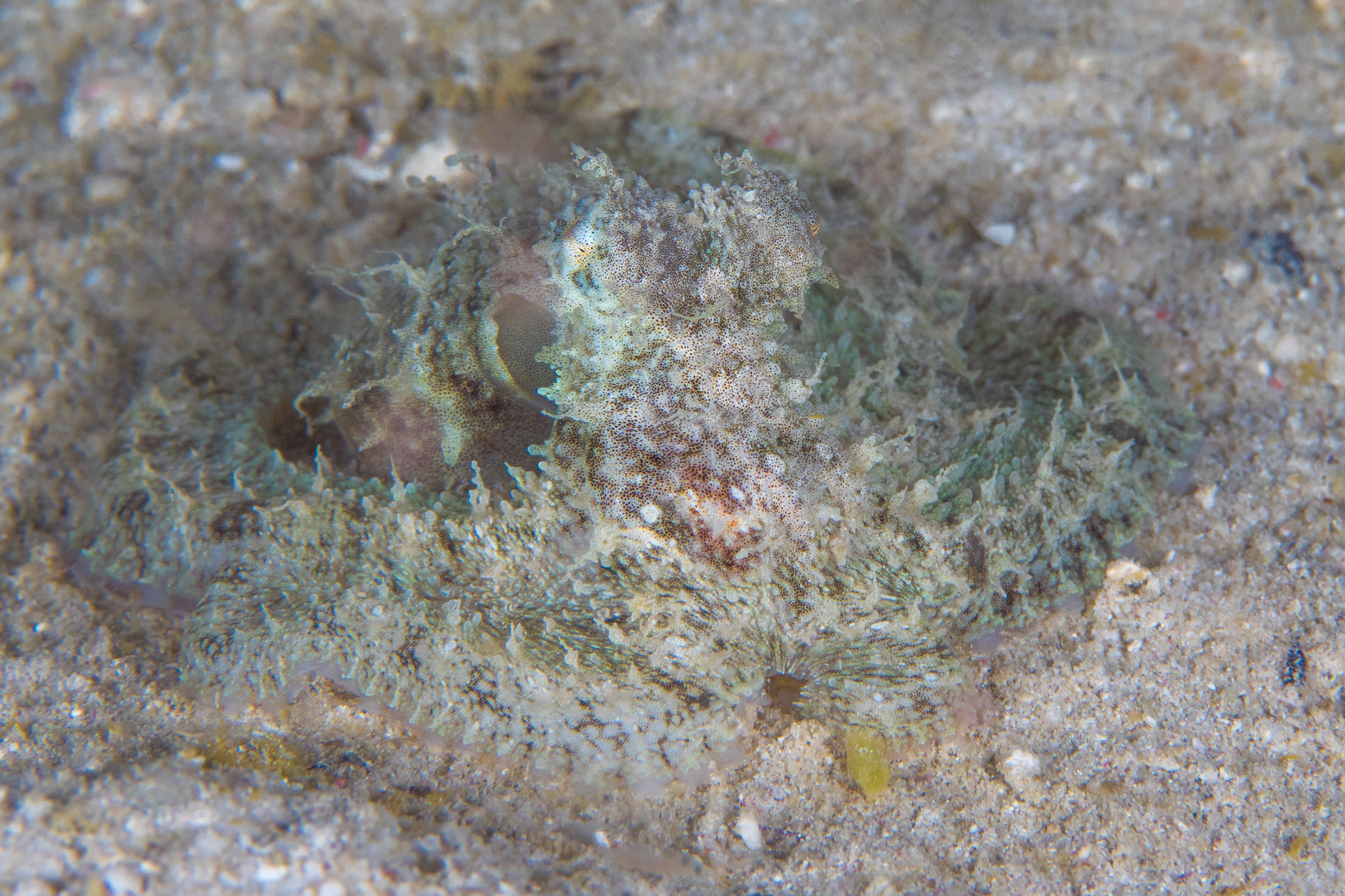 Algae Octopus (Abdopus aculeatus) camouflages perfectly with its surrounding on coral reef