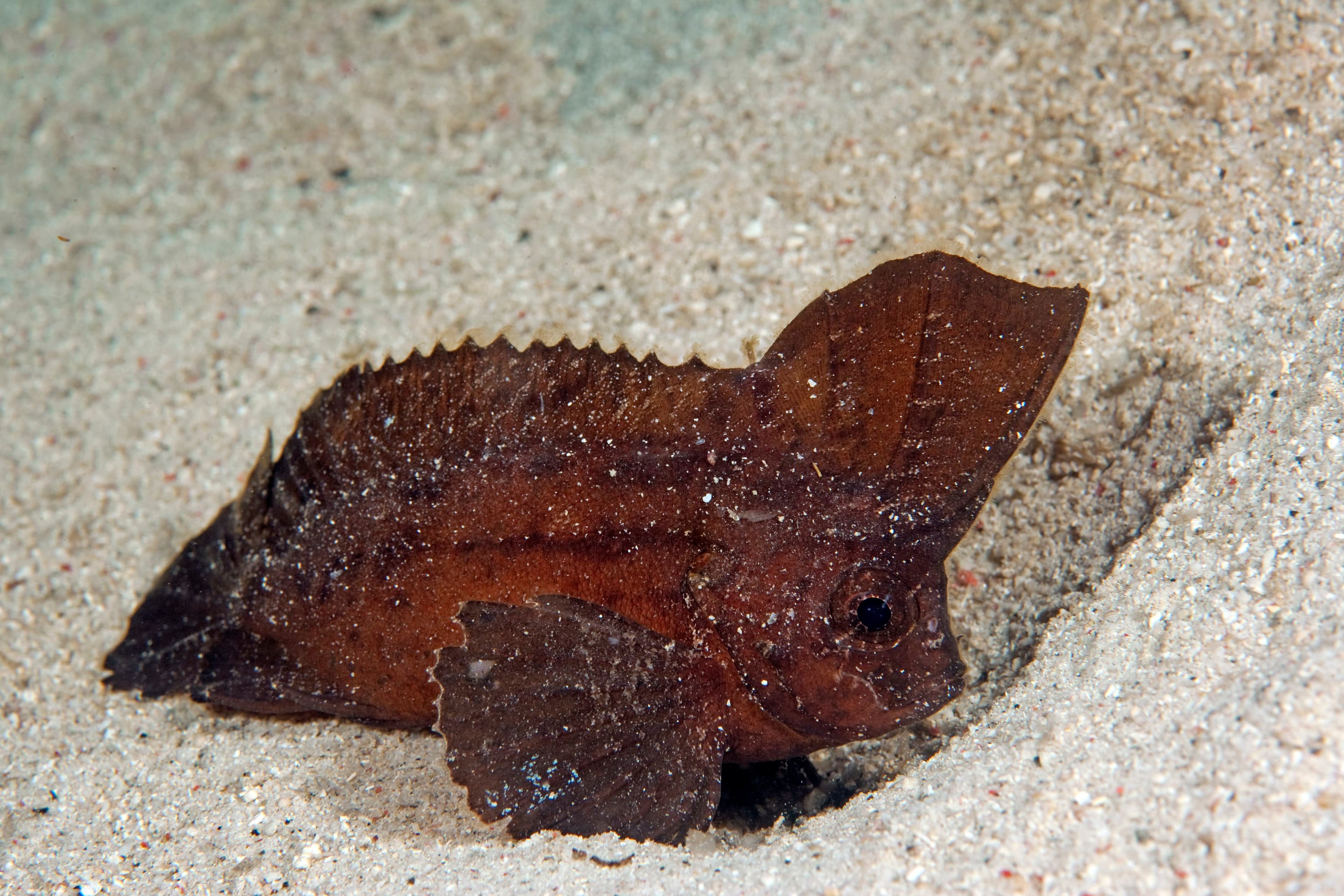 Cockatoo Waspfish (Ablabys taenianotus), Southern Leyte, Philippines, Asia