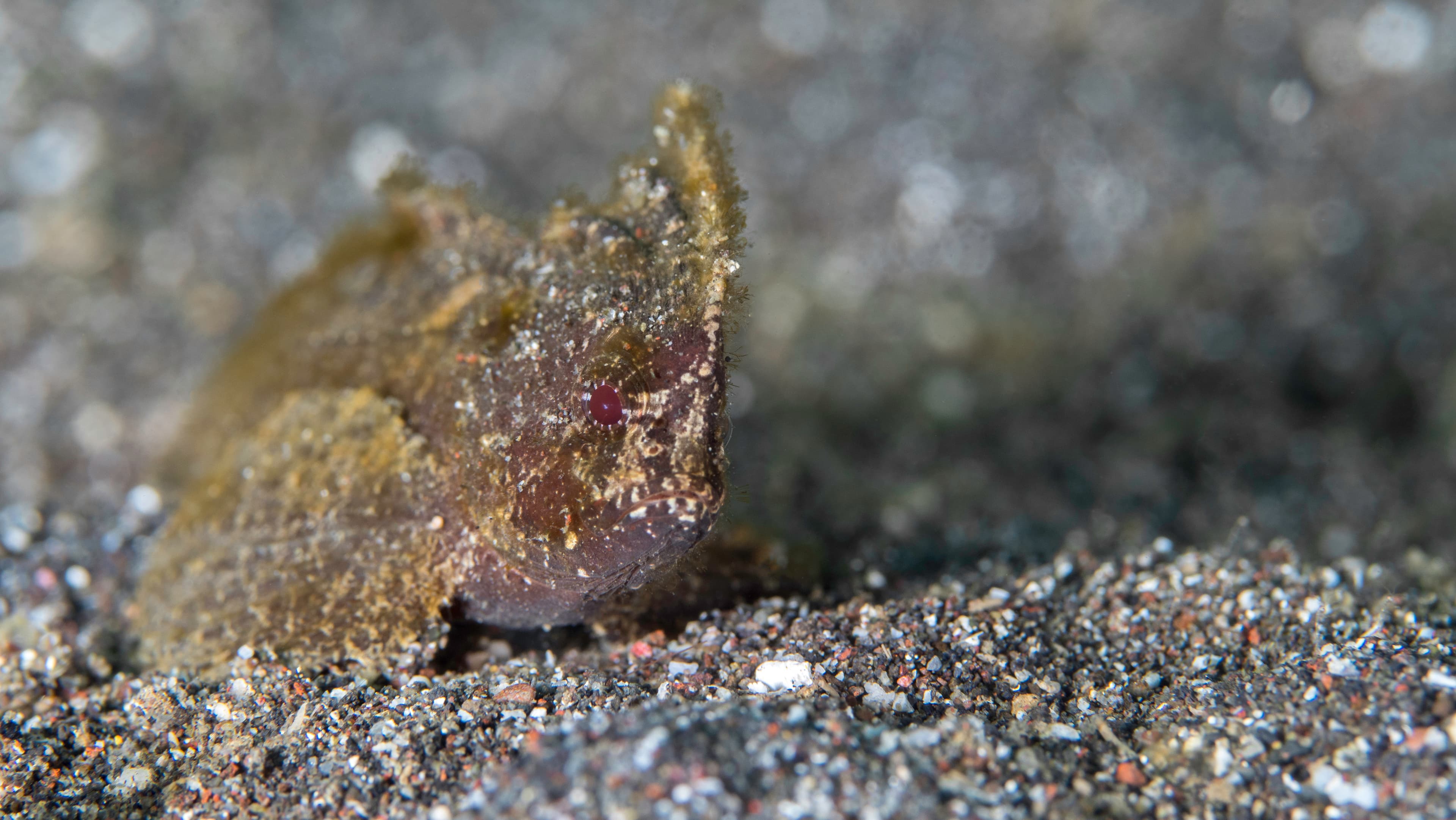 Cockatoo Waspfish (Ablabys taenianotus)