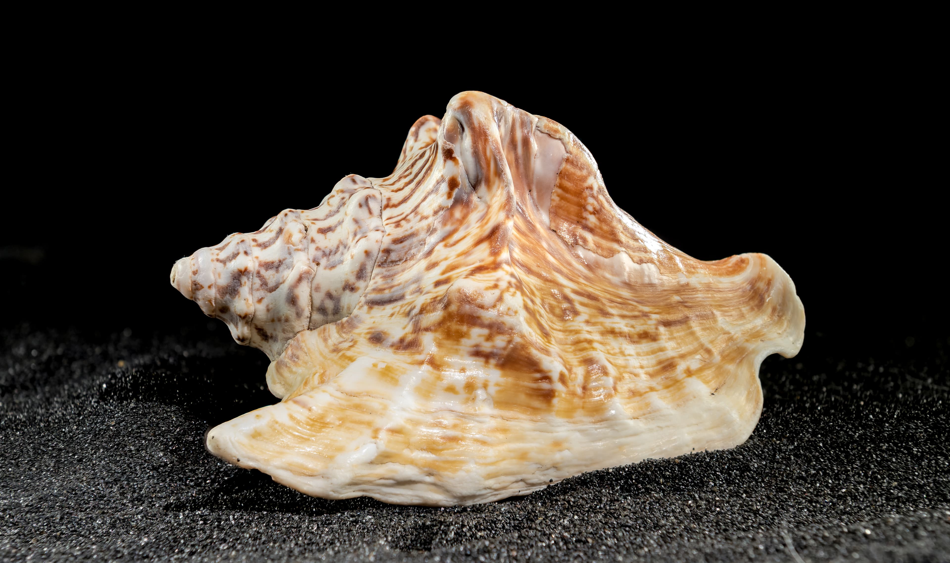 Hawkwing Conch (Lobatus raninus) seashell on a dark background