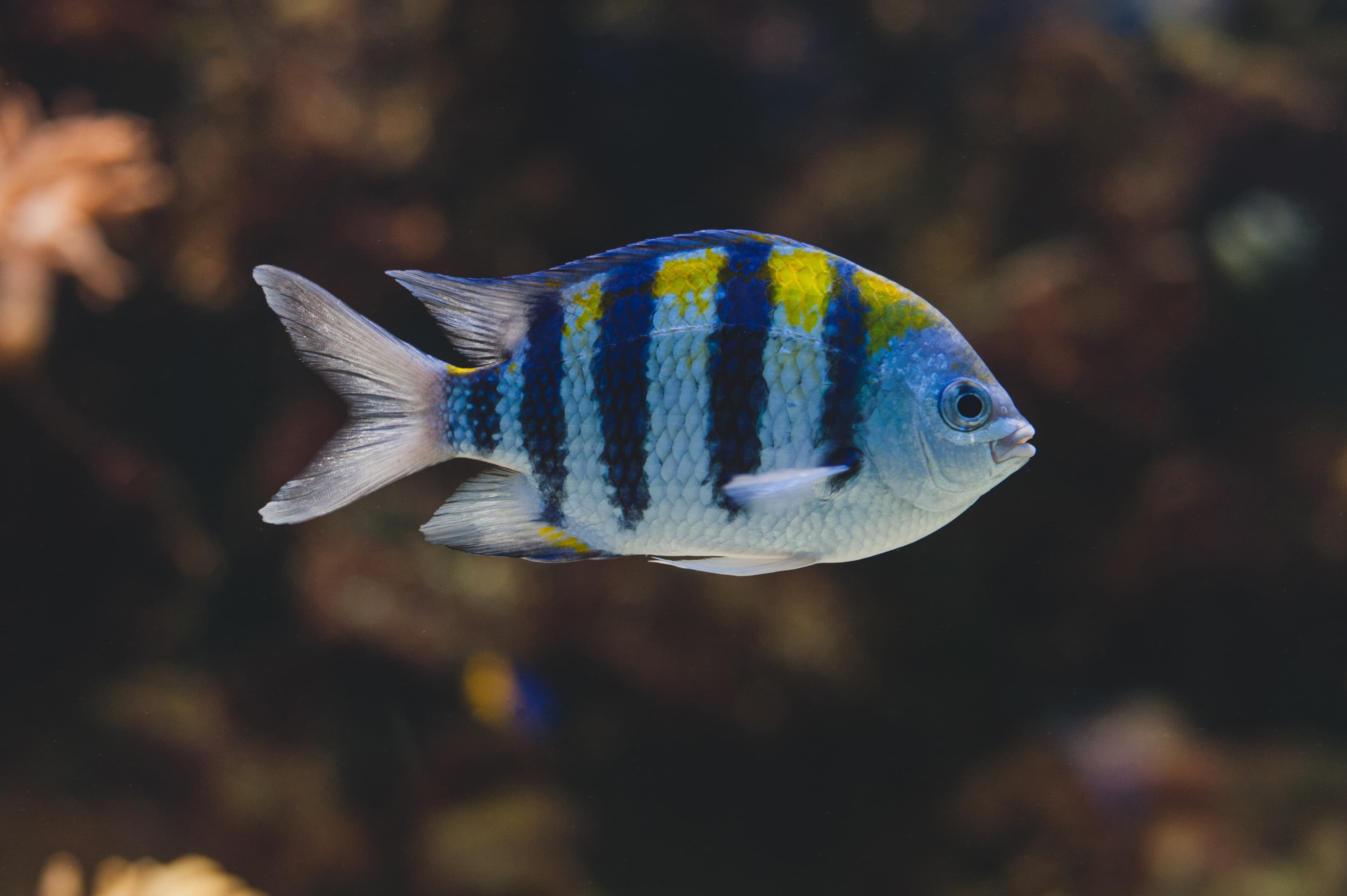 Aquarium fish - Sergeant Major or Píntano - Abudefduf saxatilis