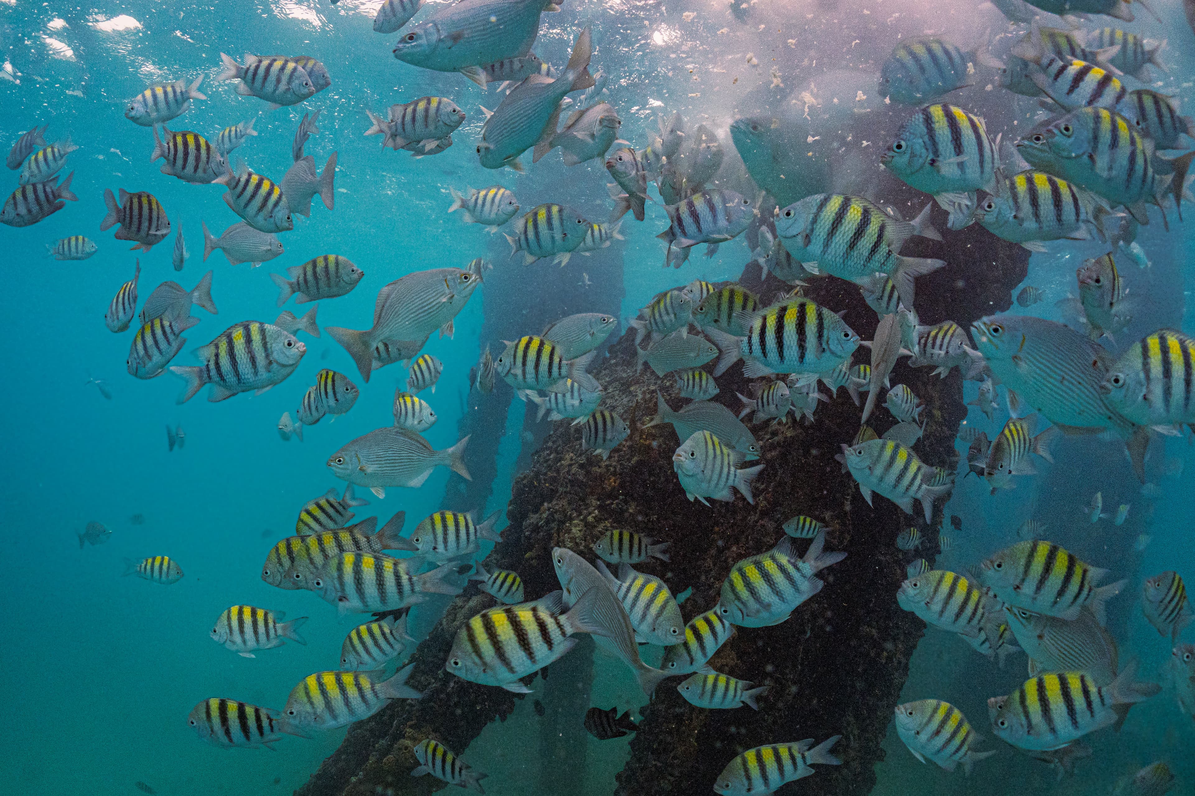 Sergeant Major fish in the Caribbean