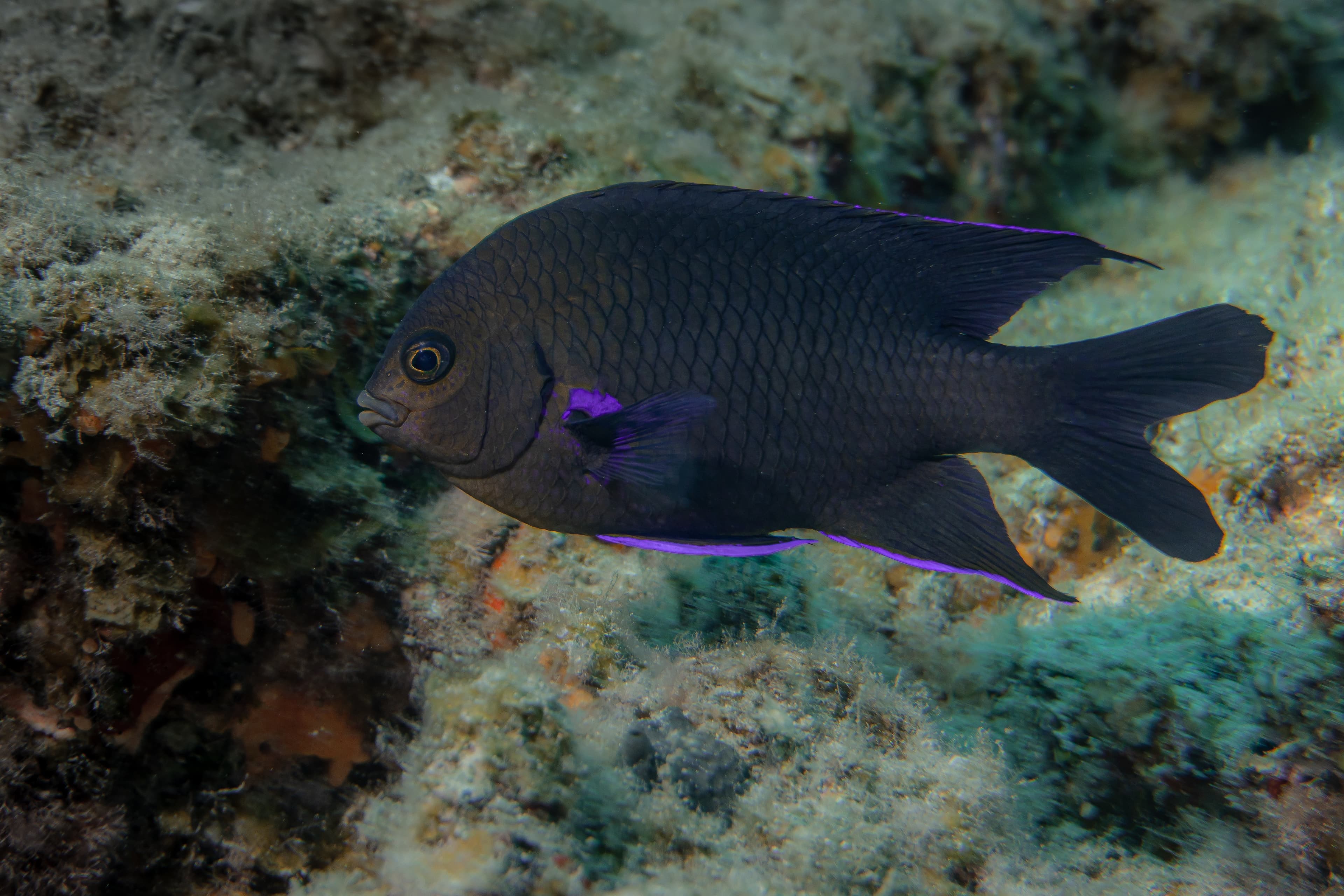 Canary Damsel (Abudefduf luridus) in the sea