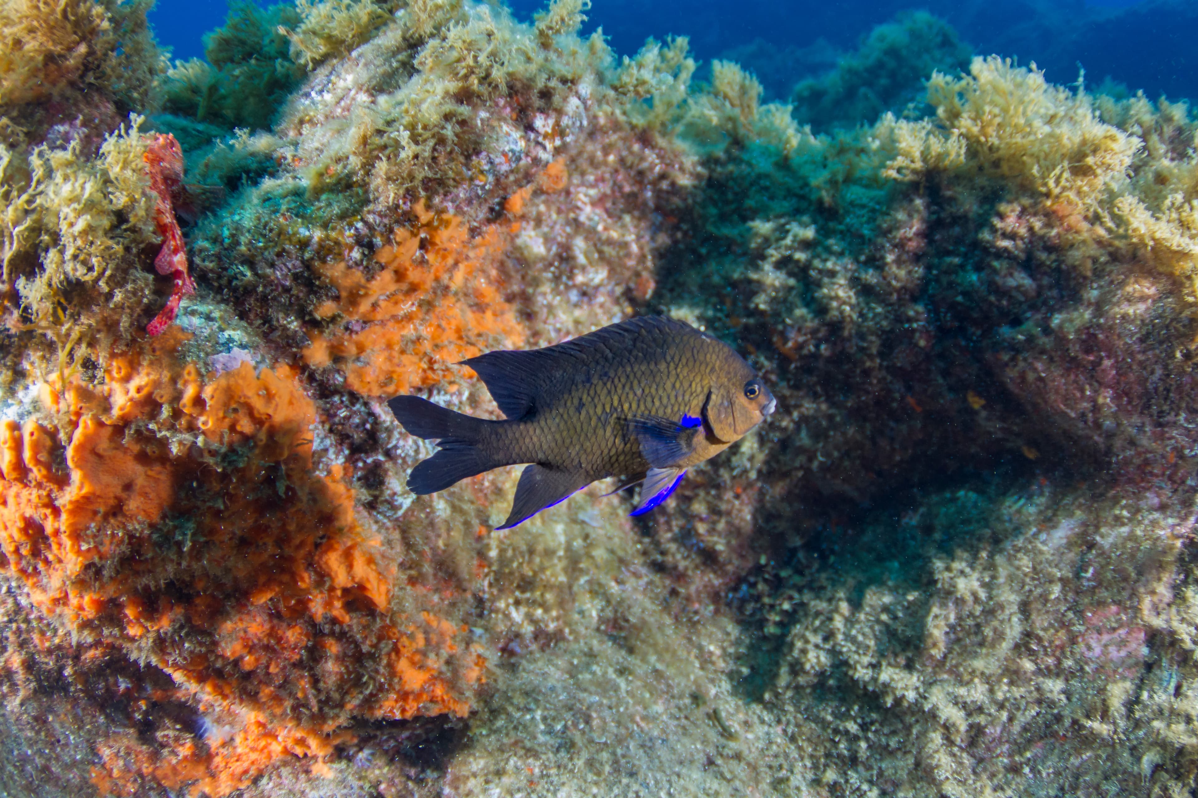 Canary Damsel (Abudefduf luridus), Pico island, Azores