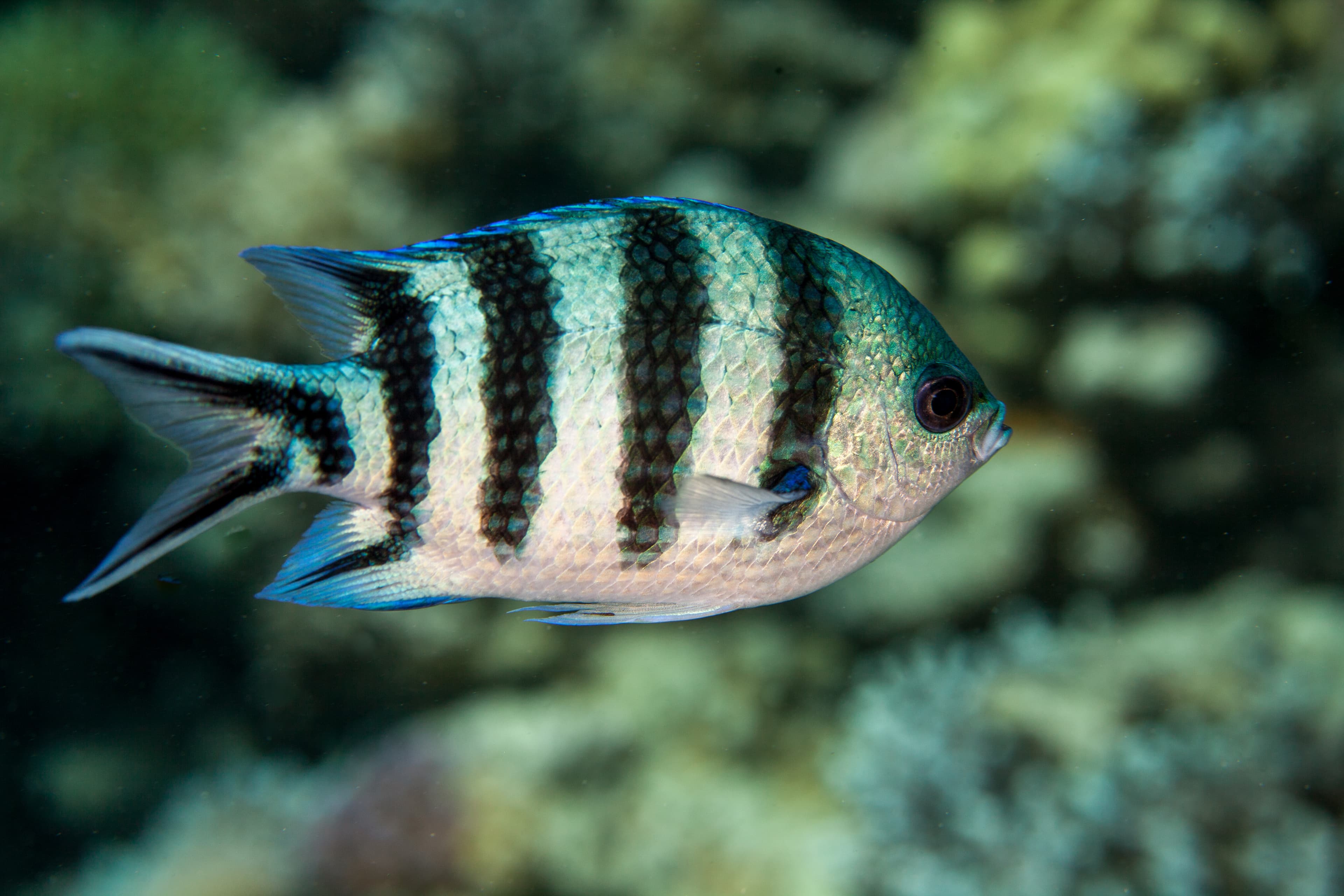 The Scissortail Sergeant or Striptailed Damselfish, Abudefduf sexfasciatus