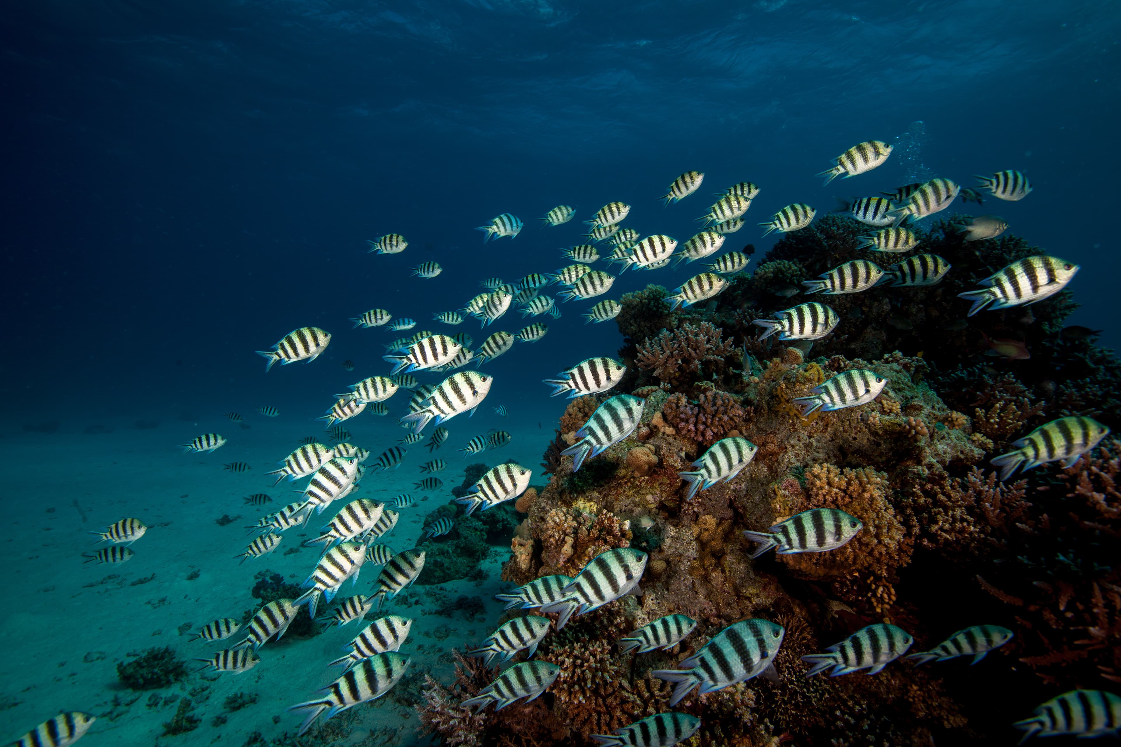 School of Scissortail Sergeants (Abudefduf sexfasciatus) in the wild